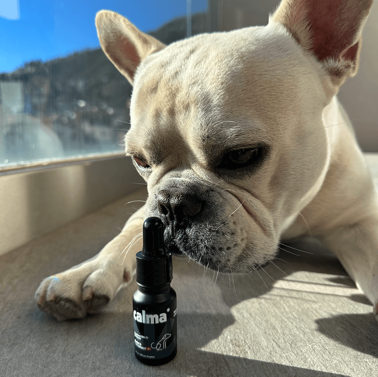 CBD Öl für Hunde 🐶