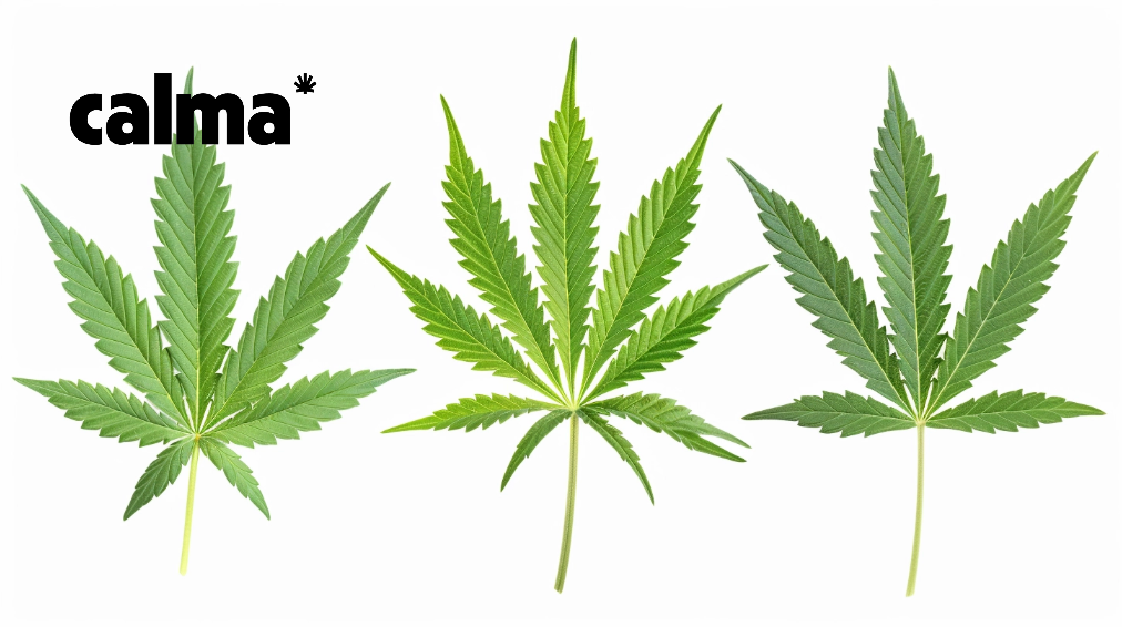 Hanf: Cannabis Sativa, Indica & Co - Die Unterschiede einfach erklärt!
