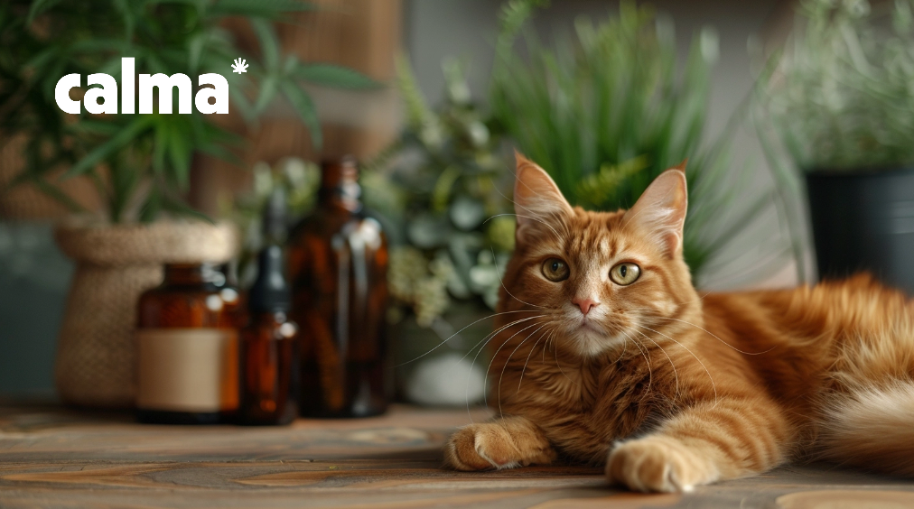 CBD Öl für Katzen: Erfahrung, Wirkung und Dosierung 🐱