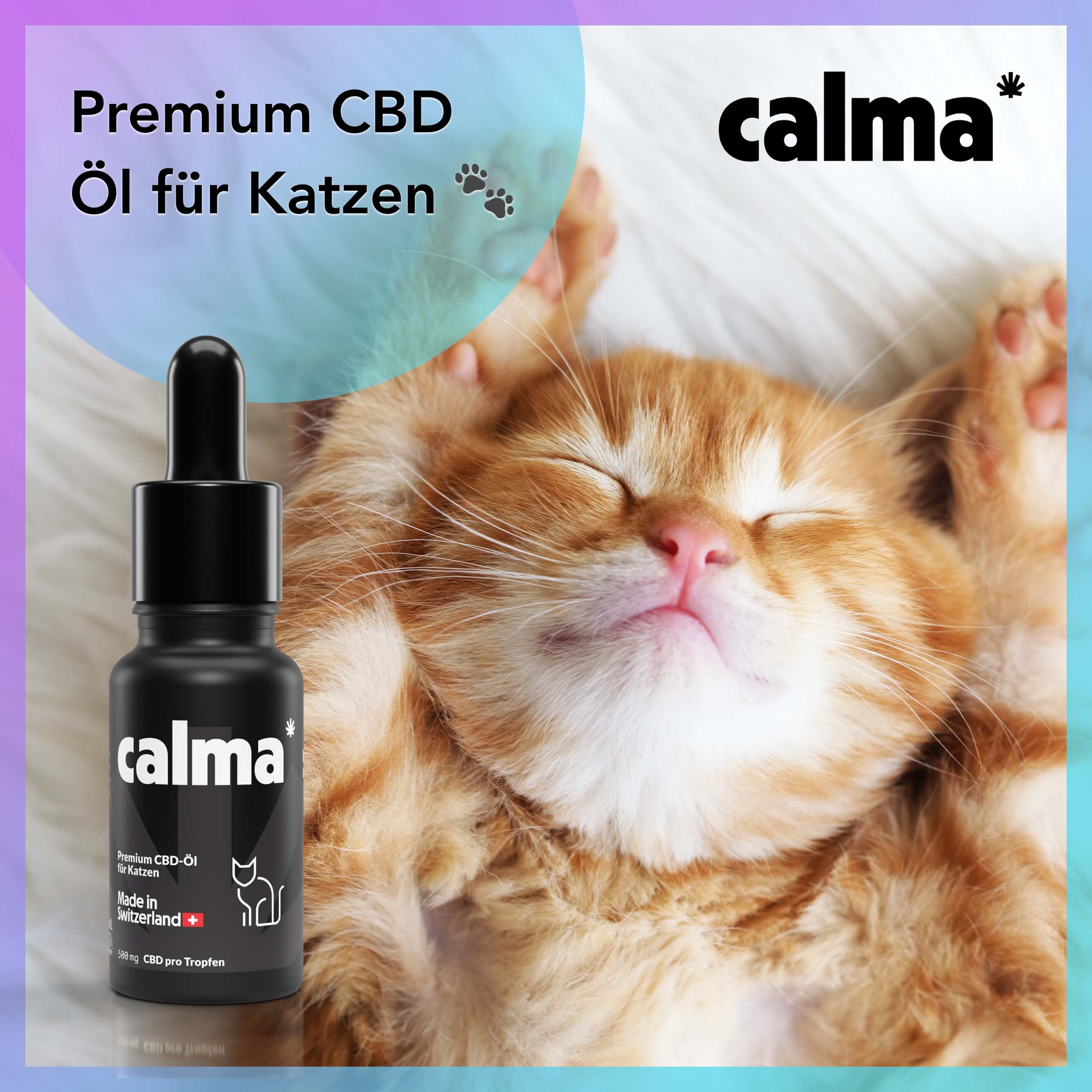 CBD Oil for Cats 🐱